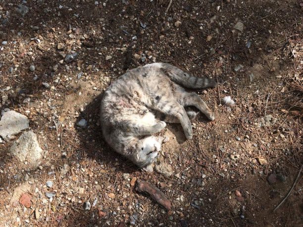 Βρίσκουν τις γάτες που φροντίζουν σκοτωμένες από σκυλιά στο πάρκο Ειρήνης στου Ζωγράφου