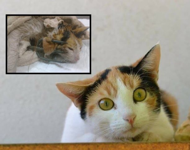 Ψάχνει σπιτικό η γάτα που κακοποιήθηκε άγρια με τρίαινα στην Περαχώρα Κορινθίας