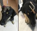 Αναρρώνει ο σκύλος που βρέθηκε με τρίαινα καρφωμένη στο κεφάλι του στο Περιγιάλι Κορινθίας