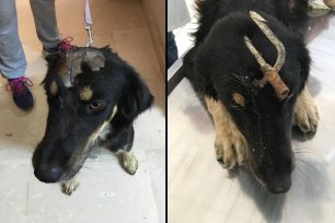 Αναρρώνει ο σκύλος που βρέθηκε με τρίαινα καρφωμένη στο κεφάλι του στο Περιγιάλι Κορινθίας