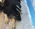Περιγιάλι Κορινθίας: Κάρφωσε τρίαινα ψαροντούφεκου στο κεφάλι του αδέσποτου σκύλου