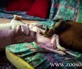 Καταδικάστηκε με αναστολή για τη δολοφονία το 2016 δύο σκυλιών με φόλες στα Περιβόλια Χανίων