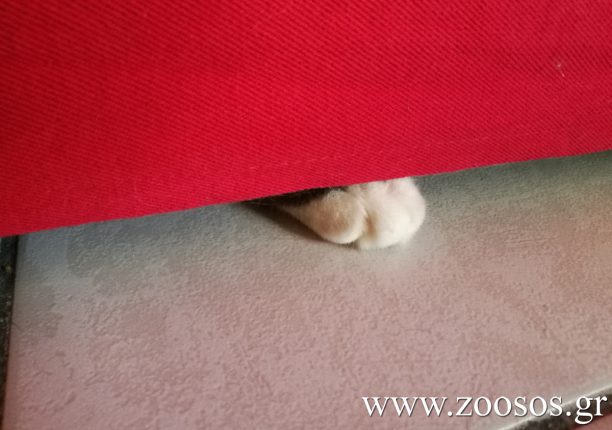 Όταν η γάτα σου νομίζει πως σου κρύβεται…
