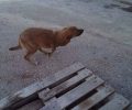 Έκκληση για τη φιλοξενία του τρίποδου σκύλου που εγκαταλείφθηκε στον Πόρο (βίντεο)