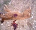 Πρώτη Σερρών: Πυροβόλησε & σκότωσε τον σκύλο ενώ δηλητηριασμένα βρέθηκαν και τα κουτάβια του