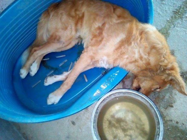 Ημαθία: Βρήκαν τον σκύλο πυροβολημένο με αεροβόλο και καραμπίνα στον Άγιο Γεώργιο Βέροιας