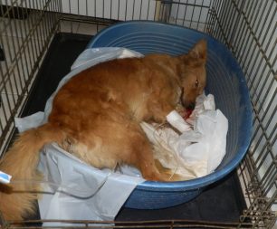 Πέθανε ο σκύλος που βρέθηκε πυροβολημένος στον Άγιο Γεώργιο Ημαθίας