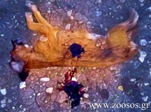 Φέρες Έβρου: Εκτέλεσε με καραμπίνα σκύλο