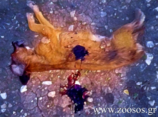 Άγιος Μύρωνας Ηρακλείου: Πυροβόλησε και σκότωσε τον σκύλο τους μόλις βγήκε από την αυλή