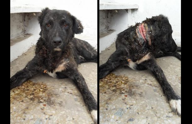 Σέρρες: Αναζητούν ασφαλές καταφύγιο για τον σκύλο που βασάνισε πιθανότατα ο ιδιοκτήτης του