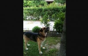Βρέθηκε - Χάθηκε σκύλος στη Νέα Ιωνία Βόλου