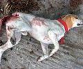 Πυροβόλησε και σκότωσε τον Σπιν, ένα από τα πιο γνωστά αδέσποτα σκυλιά, στον Μόλυβο Λέσβου