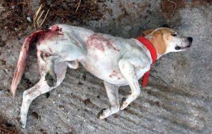 Πυροβόλησε και σκότωσε τον Σπιν, ένα από τα πιο γνωστά αδέσποτα σκυλιά, στον Μόλυβο Λέσβου