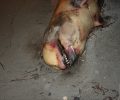 Νεκρό σπάνιο σταχτοδέλφινο εκβράστηκε στην ακτή στα Βελανίδια Λακωνίας