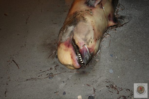 Νεκρό σπάνιο σταχτοδέλφινο εκβράστηκε στην ακτή στα Βελανίδια Λακωνίας
