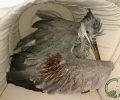 Κυνηγός πυροβόλησε και έσπασε το φτερό του Σταχτοτσικνιά στη Νάξο