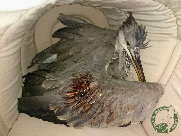 Κυνηγός πυροβόλησε και έσπασε το φτερό του Σταχτοτσικνιά στη Νάξο