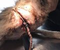 Βούναργο Ηλείας: Βασάνισε τον σκύλο περνώντας θηλιά από σχοινί στον λαιμό του ζώου