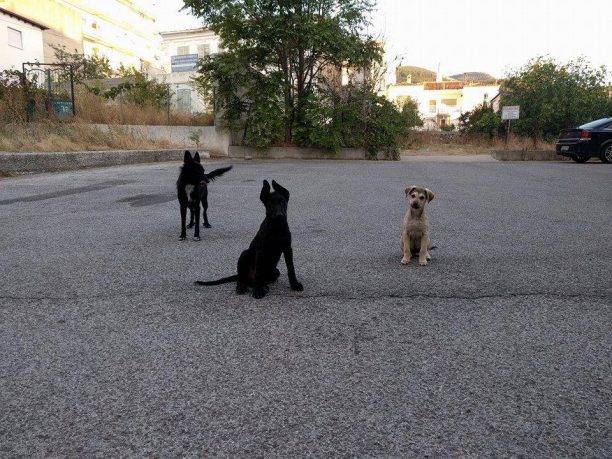 Ξάνθη: Δίνει 1.000 ευρώ σε όποιον καταγγείλει αυτόν που δολοφόνησε δύο σκυλιά με φόλες