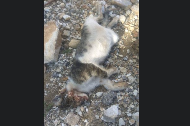 Ξάνθη: Αγοράκι σκότωσε γατάκι χτυπώντας το με πέτρα στο κεφάλι