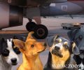 Ρόδος: Τρία τα νεκρά σκυλιά που σκοτώθηκαν από αεροπλάνο στον αεροδιάδρομο του «Διαγόρας»