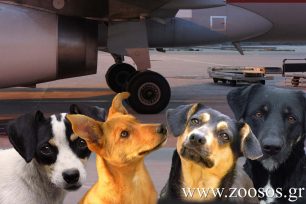 Ρόδος: Τρία τα νεκρά σκυλιά που σκοτώθηκαν από αεροπλάνο στον αεροδιάδρομο του «Διαγόρας»