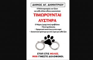 Ο Δήμος Αγίου Δημητρίου Αττικής καταγγέλλει τη μαζική δηλητηρίαση 10 αδέσποτων γατιών με φόλες