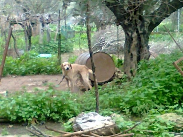Συστηματική κακοποίηση των σκυλιών και γατιών από την πλειοψηφία των κατοίκων στο χωριό Άγιος Φλώρος Μεσσηνίας