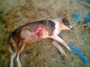 Βρήκε τον σκύλο του νεκρό πυροβολημένο στην κοιλιά στον Άγιο Γεώργιο Γρεβενών