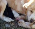 Άγιος Θωμάς Αιτωλοακαρνανίας: Σκυλίτσα προσπαθούσε να βγάλει τα κουτάβια της από τον κάδο σκουπιδιών (βίντεο)