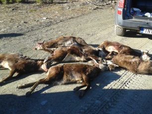 16-3-2020 η δίκη 3 κυνηγών που σκότωσαν 6 προστατεύομενα αγριόγιδα στο Τσεπέλοβο Ιωαννίνων
