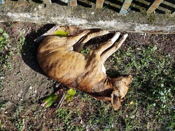 Νεκρά από φόλες στην παραλία Άγιου Ηλία Αιτωλικού Αιτωλοακαρνανίας 2 σκυλιά σ’ έναν οικισμό με 5 μόνιμους κατοίκους