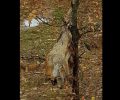 Βρήκε την αλεπού νεκρή κρεμασμένη σε δέντρο μέσα στο δάσος στο όρος Βόιο στην Κοζάνη