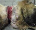 Έκκληση για να καλυφθούν τα έξοδα νοσηλείας σκύλου που βρέθηκε με πληγή από περιλαίμιο στην Αλεξάνδρεια Ημαθίας (βίντεο)