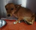 Καρδίτσα: Έκκληση για να καλυφθούν τα έξοδα του σκύλου που βρέθηκε με σπασμένη λεκάνη (βίντεο)