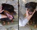 Αμύνταιο Φλώρινας: Έκκληση για την υιοθεσία σκύλου που αποφασίστηκε να θανατωθεί αν δεν υιοθετηθεί (βίντεο)