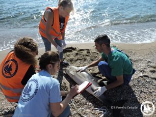 ΑΡΧΙΠΕΛΑΓΟΣ: Δεκάδες σπάνια θαλάσσια είδη πεθαίνουν εξαιτίας πράξεων ή παραλείψεων των ανθρώπων