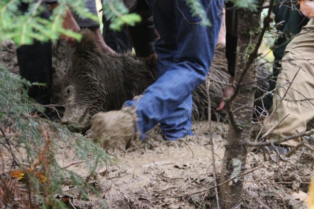 Απελευθέρωσαν αρκούδα που βρέθηκε παγιδευμένη σε συρμάτινη θηλιά στο Περιβολάκι Γρεβενών