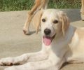 Χρειάζεται σπιτικό ο πανέμορφος τυφλός σκύλος που κάποιος πέταξε μέσα στο καταφύγιο στη Βέροια (βίντεο)