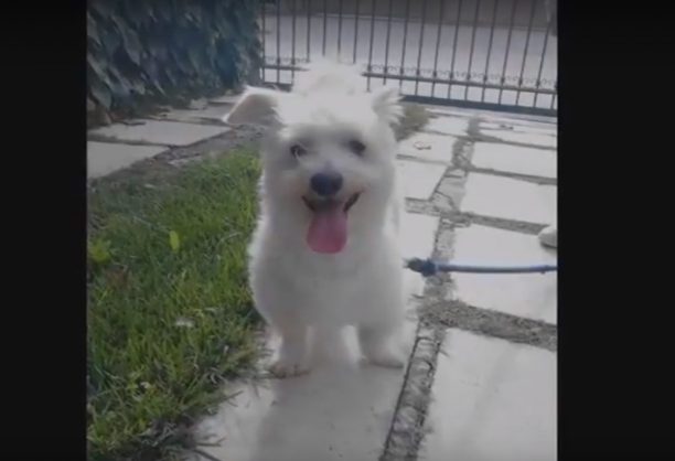 Στις 21-2-2017 η δίκη του άνδρα που σκότωσε το σκυλί της πεθεράς του στη Σαλαμίνα το 2013