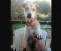 Χάθηκε σκύλος στην Αταλάντη Φθιώτιδας