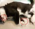 Δάφνη Αττικής: Βρήκε τη γάτα να περιφέρεται τραυματισμένη από τα αγκίστρια πάνω στο σώμα της
