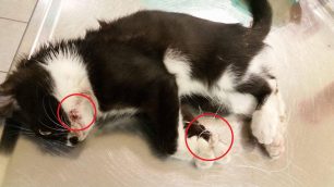 Δάφνη Αττικής: Βρήκε τη γάτα να περιφέρεται τραυματισμένη από τα αγκίστρια πάνω στο σώμα της