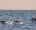 Καταγράφοντας τα δελφίνια μεταξύ Σάμου και Αγαθονησίου