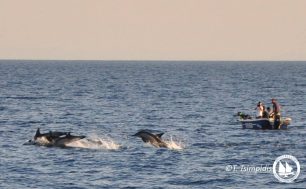 Καταγράφοντας τα δελφίνια μεταξύ Σάμου και Αγαθονησίου