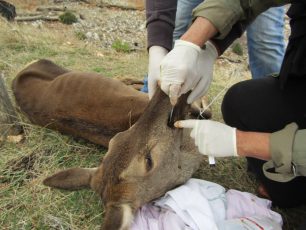 Πέθανε το θηλυκό ελάφι που κυνηγός πυροβόλησε στο κεφάλι στην Πάρνηθα