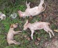 Εύβοια: Βρήκαν τρία κουτάβια νεκρά μέσα σε ρέμα στο Πευκί