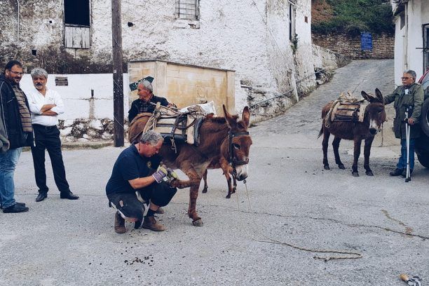 Φροντίδα ιπποειδών (άλογα, γαϊδούρια, μουλάρια) από τη Φιλοζωική Κρήτης 16-28/10