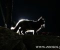 Έκκληση βοήθειας για τραυματισμένη γάτα στην οδό Κωνσταντινουπόλεως στα Χανιά Κρήτης