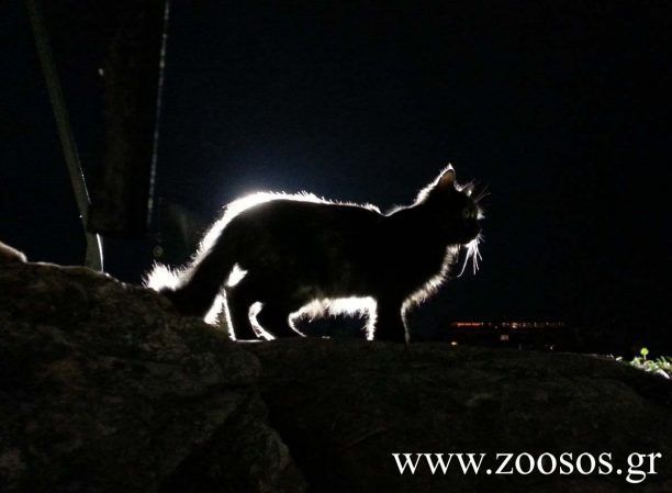 Αναζητούν ποιος σκοτώνει και διαμελίζει γάτες στην Ηλιούπολη Αττικής